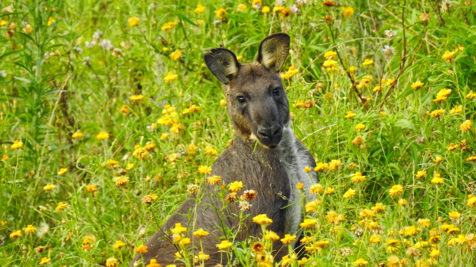 Kangaroos at Balashiha