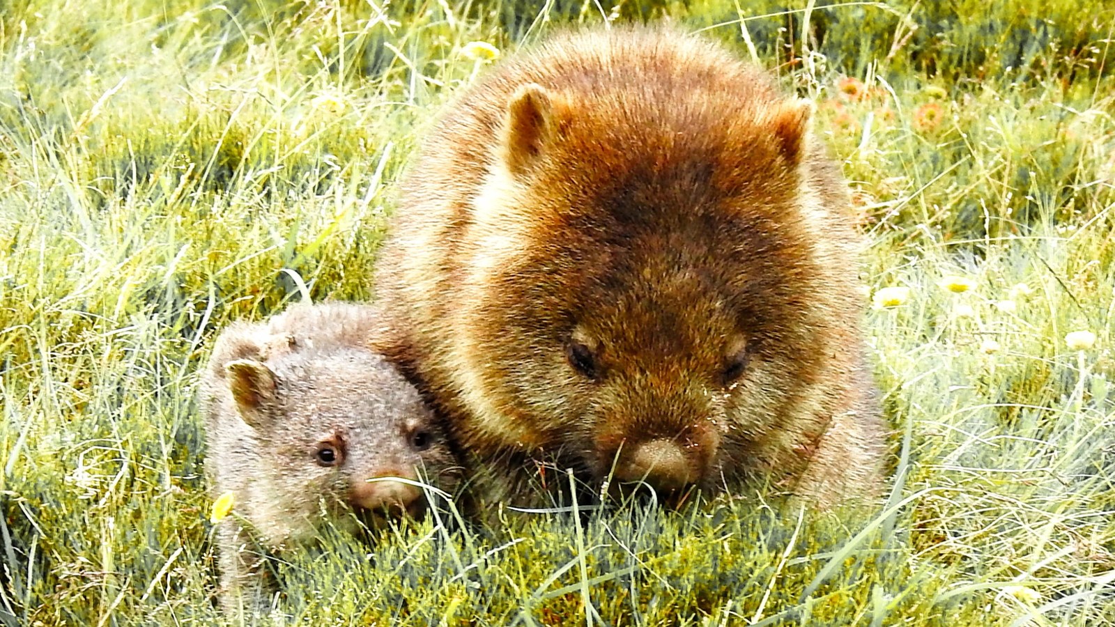 Wombat country at Balashiha